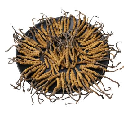 China Health Food Factory Wholesale  High Quality Cordyceps Sinensis Dried Herbal Cordyceps Healthy Food Cordyceps Mushroom for sale