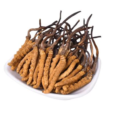 China Health Food Best Trade Price Fresh Dried Cordyceps Sinensis Gift Package for sale