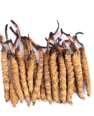 China Health Food 100% Cordyceps Sinensis Prue Natural High Quality Dried Tibet Cordyceps Sinensis for sale