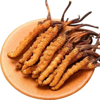 China Health Food Wholesale Natural Cordyceps Sinensis Tibet cordyceps manufacturers cordyceps acid cordycepin for sale