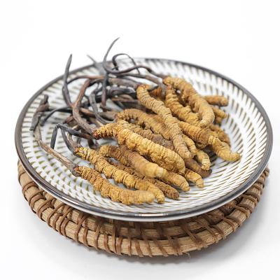 China Health Food High Quality Natural Tibet Chinese medicinal plant Cordyceps sinensis tiens Cordyceps Fungus for sale