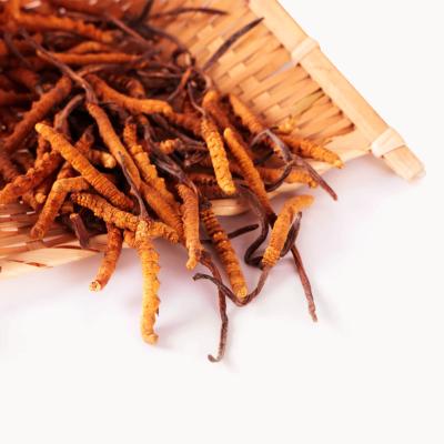 China Health Food Good Price Nagqu Superior Tiens complex cordyceps longrich Organic Dried Tibet Cordyceps militaris for sale