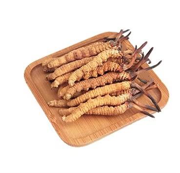 China Health Food Cordyceps Militaris Organic Custom Wholesale Tiens luofmiss Cordyceps for sale