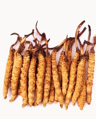 China Health Food Wholesale Dried Silk Cordyceps Militaris Dong chong xia cao wlid codyceps sinensis for sale