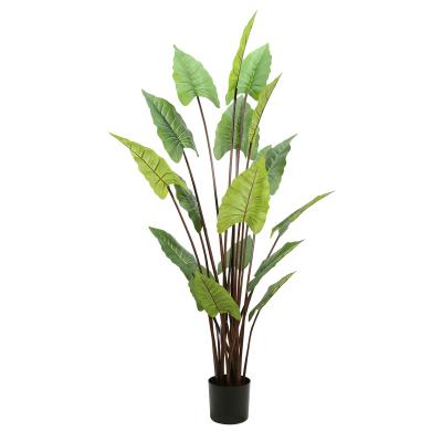 China China Taro Plant Tree Tropical Artificial Green Plants Look 6ft High Quality Lifelike From Fake Plant 180cm Real for sale