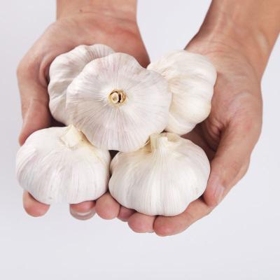 China Wholesale 100% Fresh Natural White Organic Garlic for sale