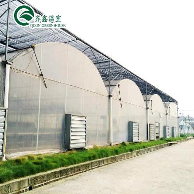 China Customized China Span Green Home Agricultural Multi Tomato for sale