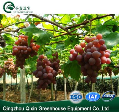 China Stable Structure Grape Farm Greenhouse For Agriculture for sale