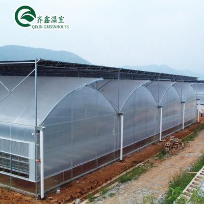 China Fruits Flowers Tomatoes China Low Cost Multi-span Vegetable Film Tunnel Greenhouse for sale