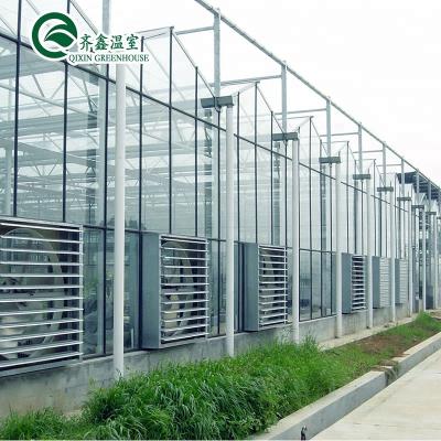 China Plant supplies hidroponic flowers green fruit houses for sale for sale