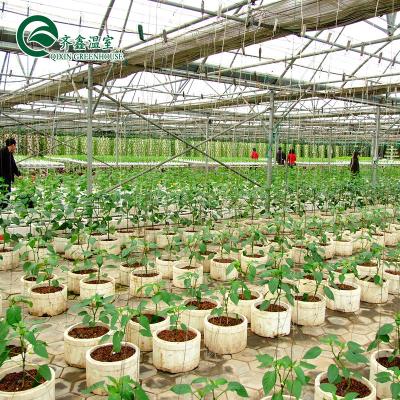 China Stable Structure Bucket Dutch Hydroponics For Tomato Planting for sale