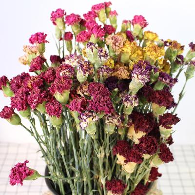 China Carnation Carnation Dried Flower Yunnan Bouquet Dried Flower Mother's Day Teacher's Day Gift Bouquet Living Room Home Decoration Wholesale for sale