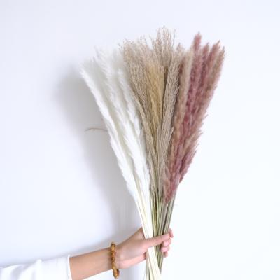 China Wholesale primary color dry stem flower pampas grass dry ear length more than 20cm for sale