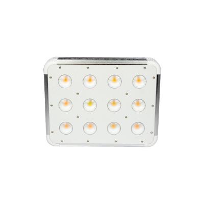 China Seed Starting COB 300w 600w 1000w 1200w 2019 Newest CREES White 3500K 5500K 6000K 6500K Indoor Hydroponic White LED Grow Light for sale