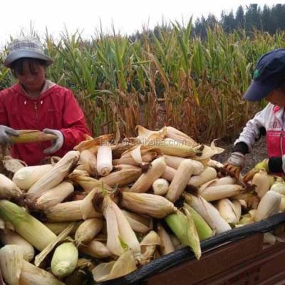 Cina Maize and corn harvester machine with high speed 	Farm Harvester Machine in vendita