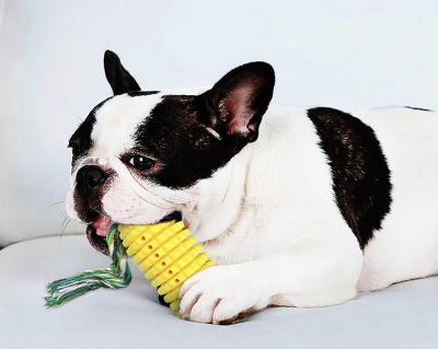 China Sustainable Interactive Durable Pet Chew Dog Toys Corn Shape Dog Squeaky Sucker Molar Chew Toy for sale