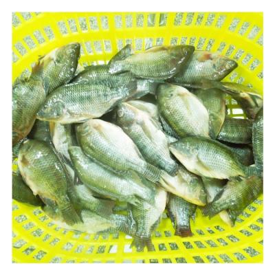 China Organic Fast Shipping Frozen Whole Round Black Tilapia Fish for sale