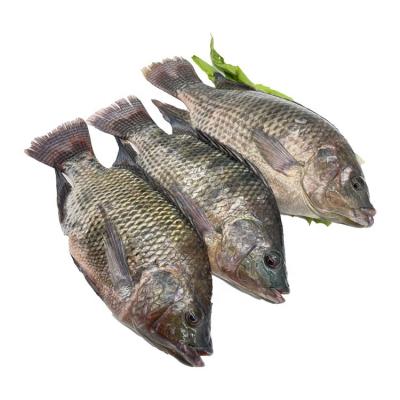 China Supply Organic Fish Farming Live Tilapia Wholesale Price for sale