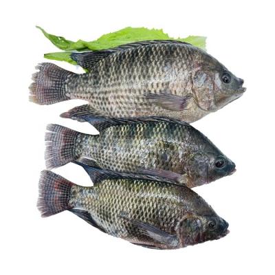 China Organic Frozen Fresh Tilapia Tilapia Wholesale Price for sale