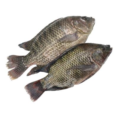 China Organic Wholesale Frozen Tilapia Fish 500-800G Tilapia Exporters for sale