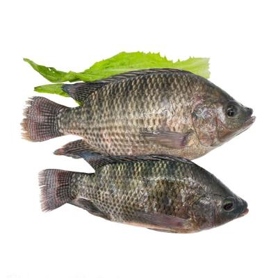 China Whole Organic Jelly Around Black Tilapia Fish for sale