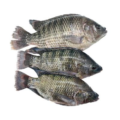 China Organic Short Lead Time China Black Tilapia Whole Jelly for sale