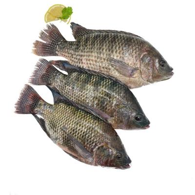 China Organic Fresh Frozen Tilapia Fish Farming Price for sale