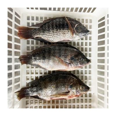 China Professional Frozen Oreochromis Niloticus Tilapia Tilapia Technical Support Wholesale Organic Tilapia Frozen Fresh Fish Producers for sale