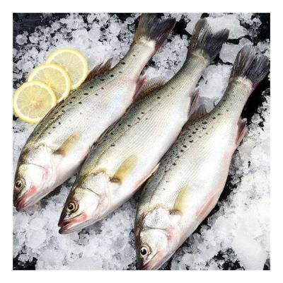 China Organic Hot Sale Fresh Frozen Whole Round Sea Bass Fish for sale