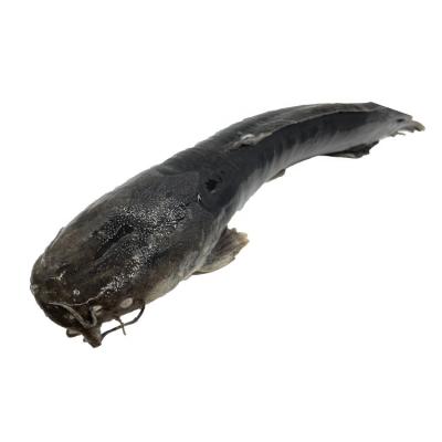 China China Origin IQF BQF Organic Fish Catfish Buyers For Frozen Catfish for sale