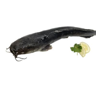 China Organic frozen catfish big size whole round frozen catfish for sale