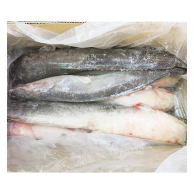 China Congo catfish sculpin or organic popular frozen farm raised catfish with all size for sale