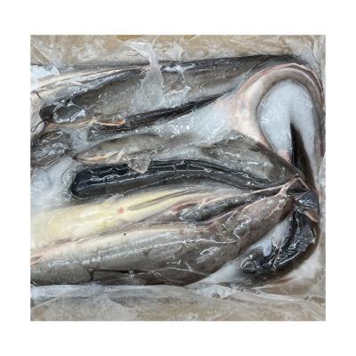 China Africa Organic Popular Catfish by 1000-2000g Fresh Frozen Catfish for sale