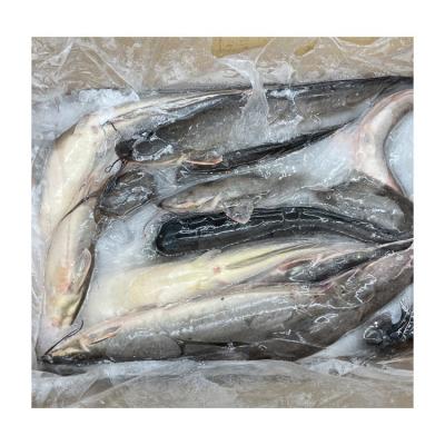 China Organic Frozen Catfish Exporters With 1000-2000g Catfish for sale