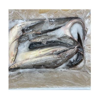 China Organic Fresh Frozen Catfish 1000-2000g Prices for sale