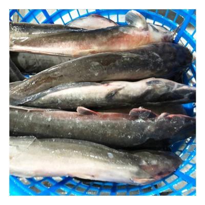 China ORGANIC TOP TEN CATFISH SUPPLIER, FROZEN CATFISH WHOLE ROUND PRICE for sale