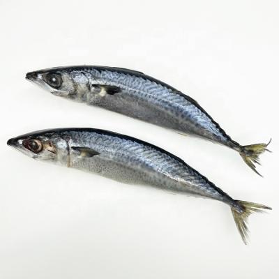 China Organic 15kgs Per Carton Whole Round Frozen Pacific Mackerel Fish for sale