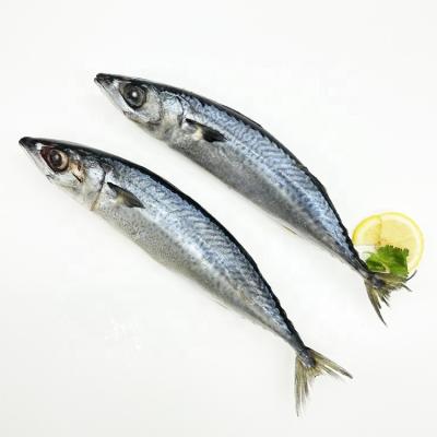 China Thomson Organic Sea Frozen 15kgs 90-100 Pcs Per Box Pacific Mackerel Fish for sale