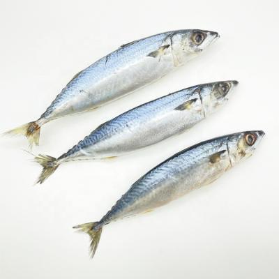 China Organic Fresh Frozen Pacific Mackerel Fish With Good Prices For Sale for sale