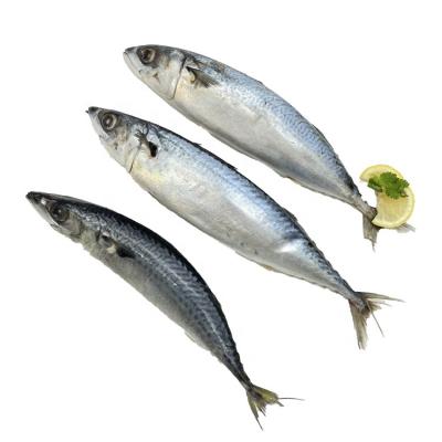 China Organic Frozen Seafood Pacific Mackerel Fish With Bright Eyes for sale