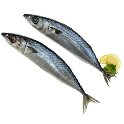 China Organic Fast Delivery Fresh Frozen Pacific Mackerel Fish for sale