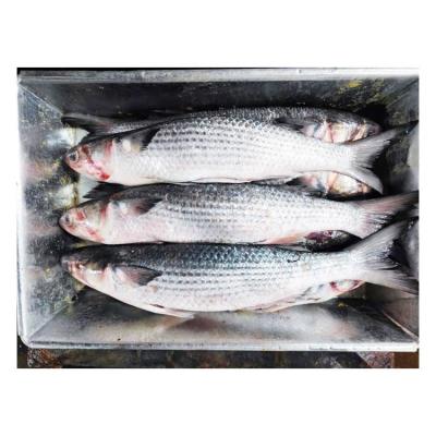 China NATURE China Original New Season Frozen Mullet Fish Size 1-2kg Gray Mullet For Sale for sale