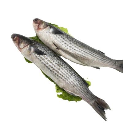 China Organic Supply Frozen Gutted Gray Mullet Fish 1-2 Kg for sale