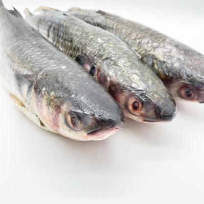 China Organic for Market Frozen Gutted Gray Mullet from Congo for sale