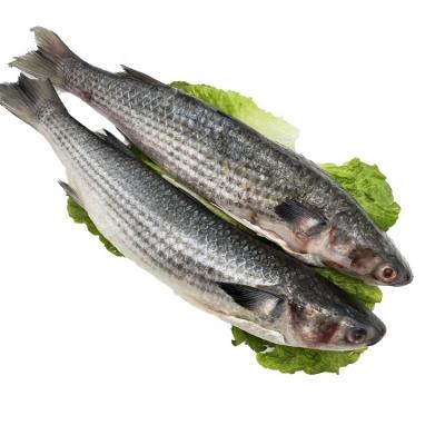 China Organic Frozen Gutted Mullet Fish With 1-2kg Size for sale