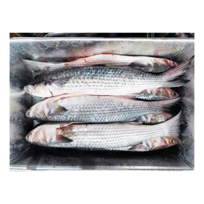 China NATURE New Season Premium Quality Gray Mullet Fish Gutted Frozen For Sale for sale