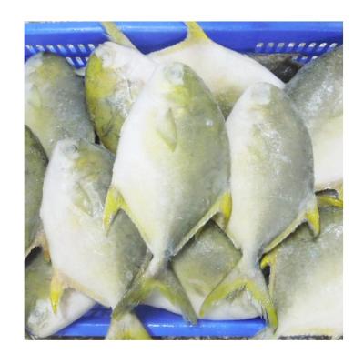 China New Arrival Organic Frozen Whole Round Golden Pompano Fish With All Size Available for sale