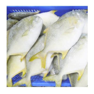 China Factory Supplier Size 300-1000g Organic Wholesale Frozen Golden Pompano Fish for sale