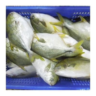 China Quality Size 400-600G 600-800G Organic Premium Frozen Golden Pompano Fish For Singapore Market for sale