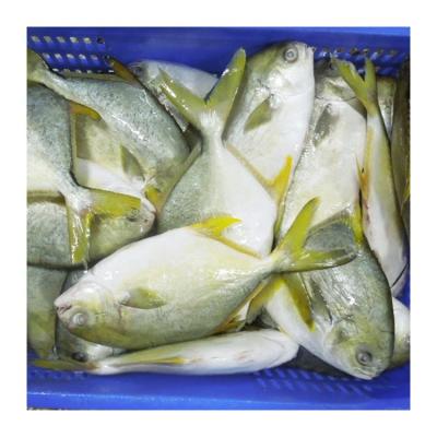 China Organic Premium Quality Golden Piglets Jelly Whole Around Pompano Golden Fish 600-800g for sale